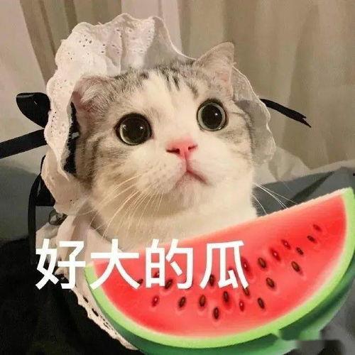 娱乐吃瓜君吐槽刘二豆,从萌宠主播到神秘失踪，真相成谜引网友热议