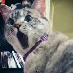 猫娱乐吃瓜酱,揭秘娱乐圈那些不为人知的幕后故事