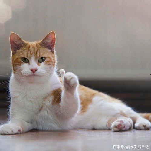猫娱乐吃瓜酱,揭秘娱乐圈那些不为人知的幕后故事