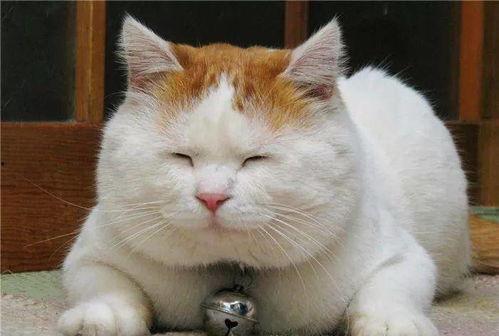 娱乐吃瓜酱胖猫,揭秘娱乐圈那些不为人知的幕后故事