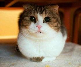 娱乐吃瓜酱胖猫,揭秘娱乐圈那些不为人知的幕后故事