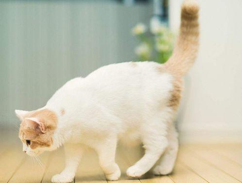 吃瓜娱乐绿茶猫,揭秘娱乐圈背后的秘密