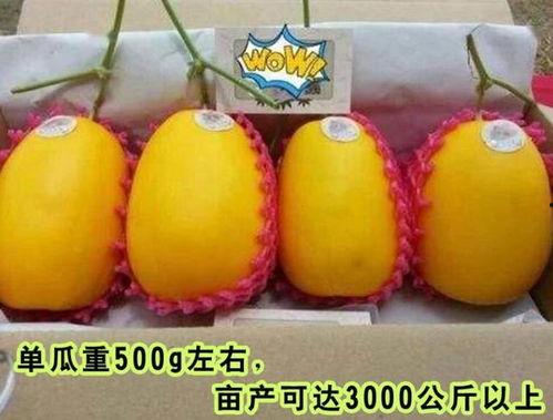 娱乐高质量吃瓜,深度解析热门事件，带你领略高质量吃瓜盛宴