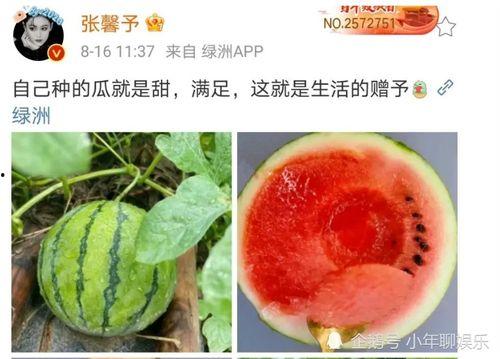 哪里吃娱乐圈的瓜,揭秘明星们的幕后故事与幕后操作