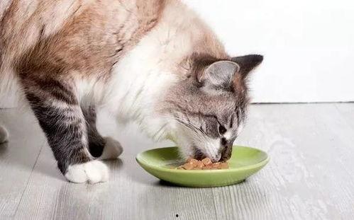 娱乐吃瓜酱小猫咪被吓,揭秘幕后真相