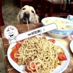 娱乐吃瓜酱吃面条视频大全,娱乐吃瓜酱带你领略面条美食盛宴