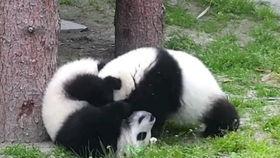 娱乐吃瓜酱人类幼崽,揭秘人类幼崽的萌态与成长