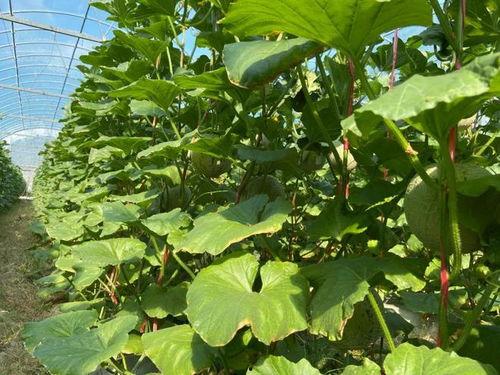 2022 娱乐吃瓜,年度吃瓜大事件盘点