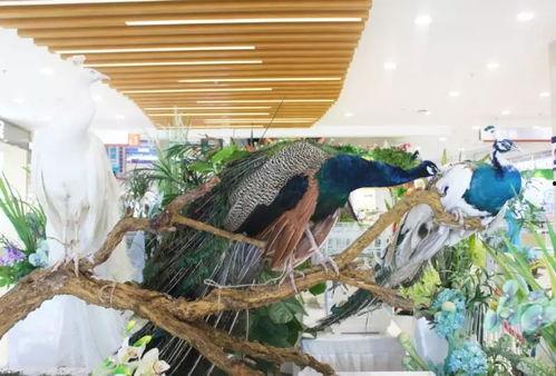 郑州公司吃瓜娱乐公司,揭秘幕后故事与行业风云